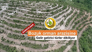 Gelir Getirici Türler Orman Köylüsünün Yüzünü Güldürecek