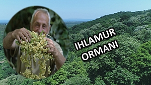 Ihlamur ormanlarında hasat başladı