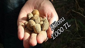 Kazdağları'nda Orkide Hasatı Başladı