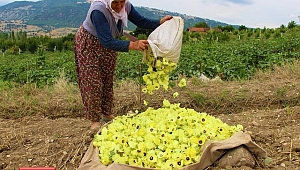 Amasya’nın tescilli 'çeyrek altın’ı: Çiçek Bamyası