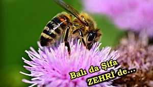 Arıların Zehrinde Şifa Gizli Tabi Alerjiniz Yoksa 