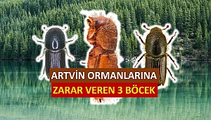 Artvinli Ormancılar Dumansız Yangınla Mücadele Ediyor