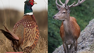  Yüzlerce Geyik ve Sülünün Artık Yeni Evleri Ülkemiz Ormanları 