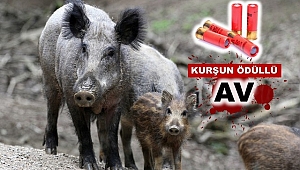 Domuz kuyruğu getiren avcılara kurşun hediye edilecek