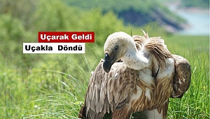 Uçarak geldiği Şanlıurfa’dan THY Kargo ile geri döndü 