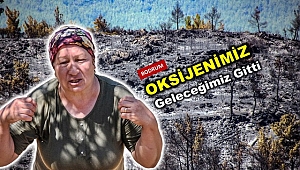 Bodrum'da binlerce çam ağacı, yüzlerce zeytin ağacı yok oldu