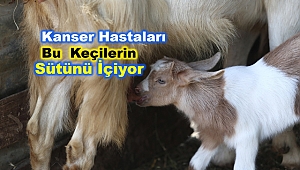 Bu keçilerin sütü bir başka