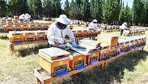 İzmir Büyükşehir Tahtalı Barajında bal ormanı kurdu 
