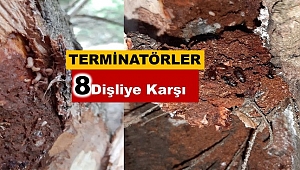 Kaçkar Dağları Milli Parkı'nda ladin çam ormanlarında amansız mücadele