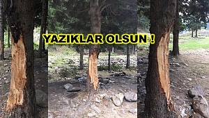 Mangal Tutuşturucu Jele Para Vermemek İçin 70 yıllık ağaçlara zarar verdiler
