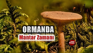 Sonbahar Geldi Mantarlar Çıkmaya Başladı 