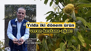 Alaplı'da Kestane Yaygınlaşacak