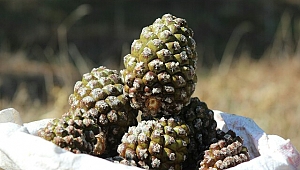 Salihli Ormanlarında ki Hazine