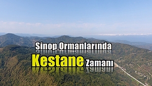 Türkiye kestane üretiminin önde gelen merkezi: Sinop