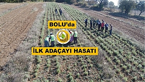 Yıl içerisinde de 3 defa hasat yapılabiliyor