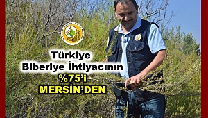 Yılık ortalama 200 ton biberiye üretiliyor