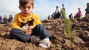 20 bin fidan günlerce yanan ormanda toprakla buluştu