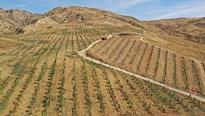 Adilcevaz'a 3 bin dönümlük ceviz ormanı kuruluyor