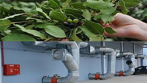 Dünyanın en modern defne işleme tesisi Karacabey'de kuruluyor