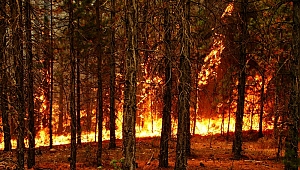 Muğla'da Orman Yangınları Çalıştayı 