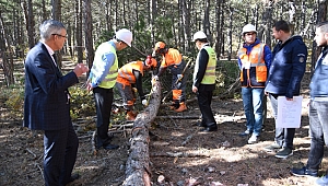 Ormancılık iş koluna mesleki yeterlilik belgesi şartı getirildi