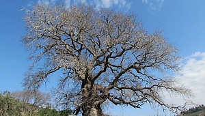 Tarihin üç sessiz tanığı koruma altına alındı
