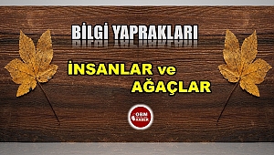 Ağaçlar arkadaş olur mu diye hiç düşünmüş müydünüz? 