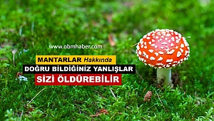 Hayvanların Yediği Mantar Zehirsizdir Düşüncesi Risklidir
