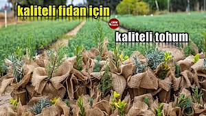 Kaliteli fidan için kaliteli tohum