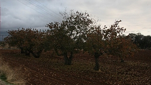 Türkiye’nin en yaşlı fıstık ağaçları Kilis’te bulundu