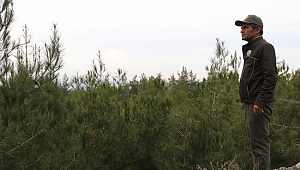 Yeni yıla çam ağacı nöbeti tutarak girecekler