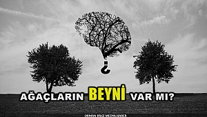 Bitkiler zeki ve sosyal varlıklar mıdır ?