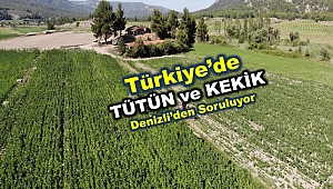 Denizli, kekik ve tütün üretiminde zirvede