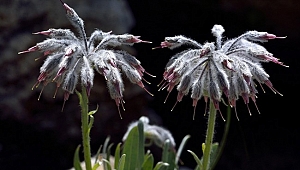 Dünyada sadece Denizli'de bulunan bir bitki türü keşfedildi