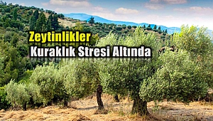 Küresel Isınma Zeytinlikleri de Vuracak mı?