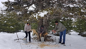 Mersin’de yaban hayvanları için doğaya yem bırakıldı