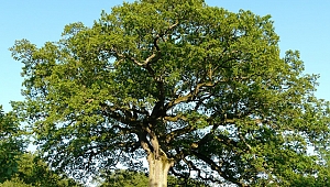 MEŞE AĞACI KAÇ YIL YAŞAR ?