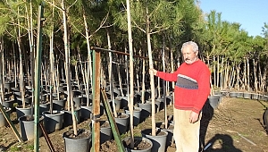 Özel Fidanlığı Olan Emekli Vatandaş En Büyük Fıstıkçamı Üreticisi Oldu