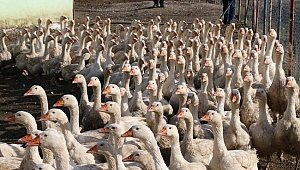 40 Çiftçiye 4 Bin Kaz Dağıtıldı Proje Meyvelerini Verdi