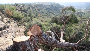 Ağaç katliamını yalnız yapmamış