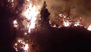 Artvin'de orman yangını