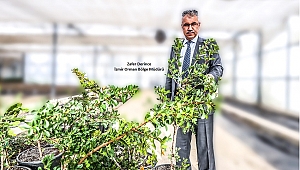 Bu Fidanlar Altın Damlayan Ağaca Dönüşecek