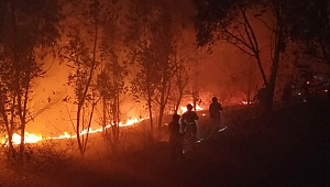 Çin'de orman yangınında itfaiye ekibi mahsur kaldı: 19 ölü