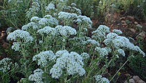 Denizli’de üretilen kekik 85 ülkeye ihracat ediliyor