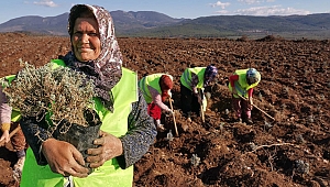 Kadınların elleriyle Lavanta ve Lavantin Bahçesi Tesis Ediliyor