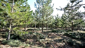 Kütahya Ormanları Gençleştiriliyor