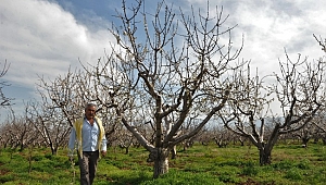 Kuzey yarım kürenin ilk kirazları çiçek açtı