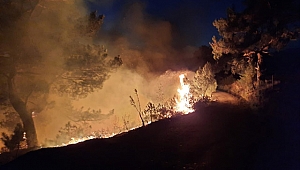 Manavgat’ta orman yangını