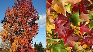Medeniyetlerin Sentezi:Sığla Ağacı 