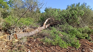 Ormana Zarar Veren 3 Kişi Savcılığa Sevk Edildi